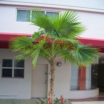 Nasiona Palmy Florydy - Thrinax Radiata