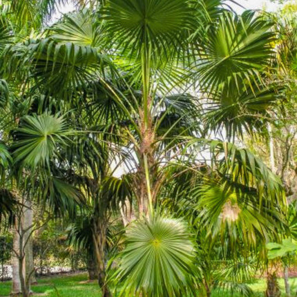 Nasiona Palmy Florydy - Thrinax Radiata