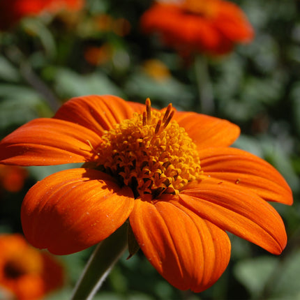 Nasiona Titoni Okrągłolistnej - Tithonia Rotundifolia