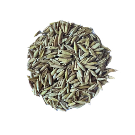 Nasiona Bambusa Trzcinowatego - Bambusa Arundinacea