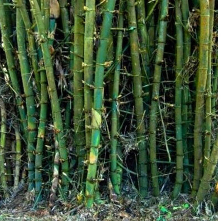 Nasiona Bambusa Trzcinowatego - Bambusa Arundinacea