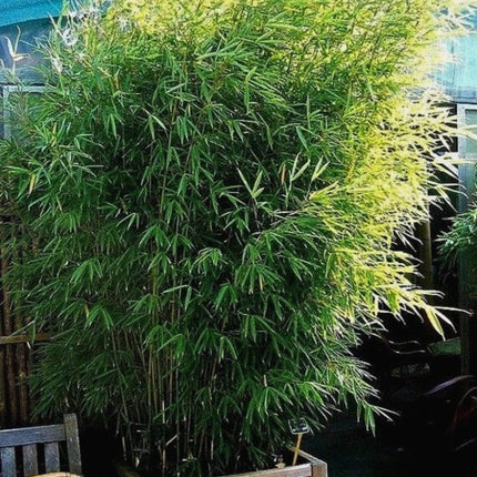Nasiona Bambusa Trzcinowatego - Bambusa Arundinacea