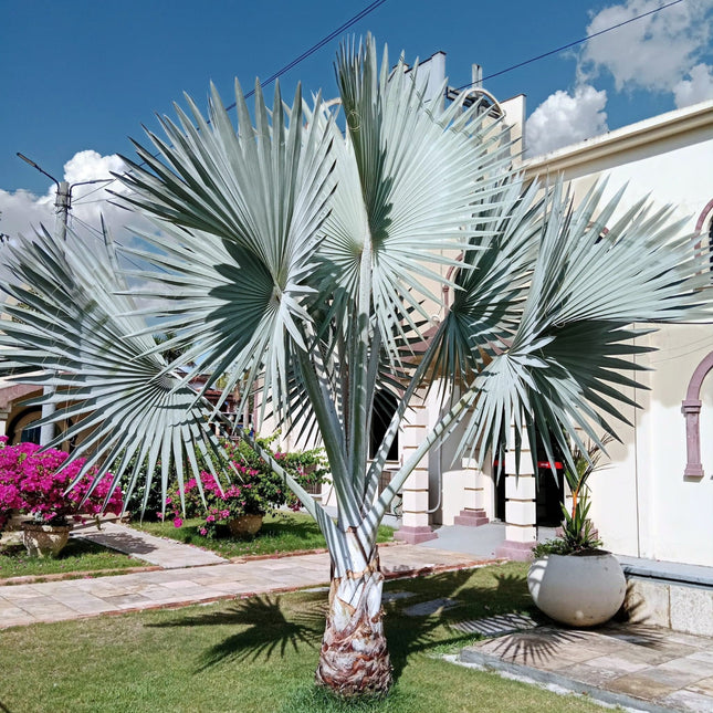 Nasiona Srebrnej Palmy Bismarcka - Bismarckia Nobilis Silver