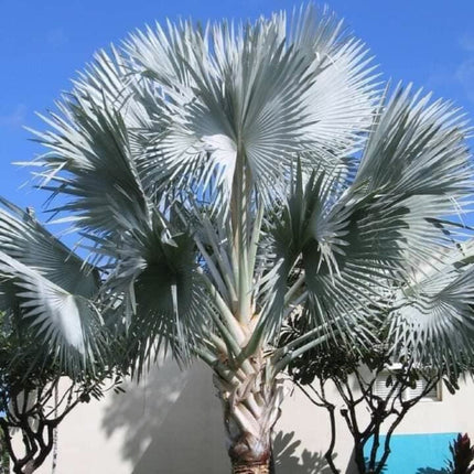 Nasiona Srebrnej Palmy Bismarcka - Bismarckia Nobilis Silver