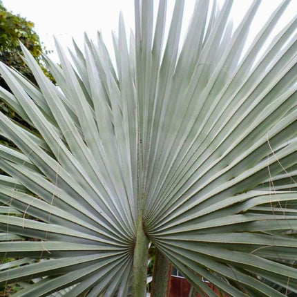 Nasiona Srebrnej Palmy Bismarcka - Bismarckia Nobilis Silver