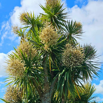 Nasiona Kordyliny Australijskiej - Cordyline Australis