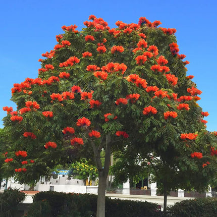 Nasiona Tulipanowca Afrykańskiego - Spathodea Campanulata