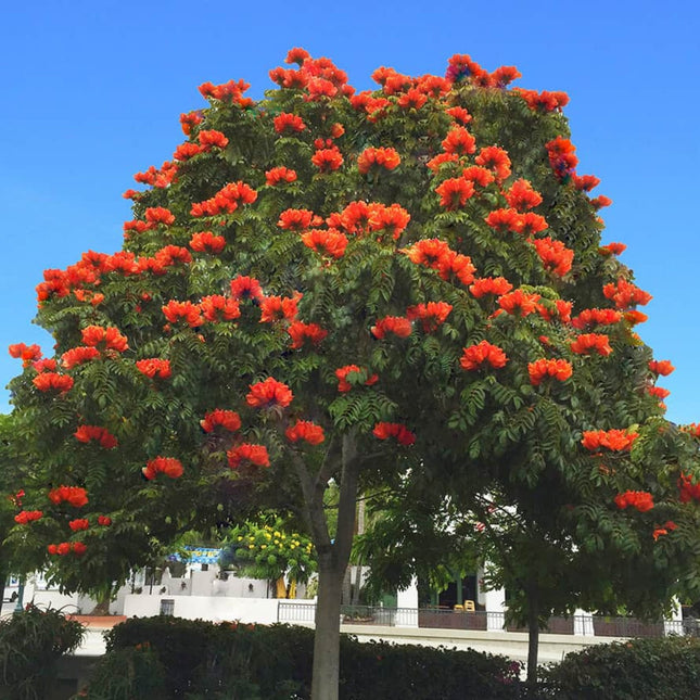 Nasiona Tulipanowca Afrykańskiego - Spathodea Campanulata