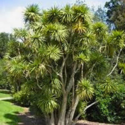 Nasiona Kordyliny Australijskiej - Cordyline Australis