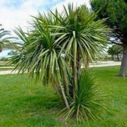 Nasiona Kordyliny Australijskiej - Cordyline Australis
