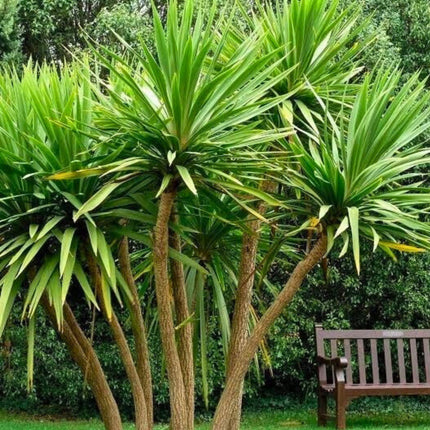 Nasiona Kordyliny Australijskiej - Cordyline Australis