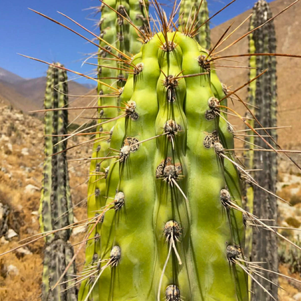 Nasiona Kaktusa Andyjskiego - Corryocactus Brevistylus
