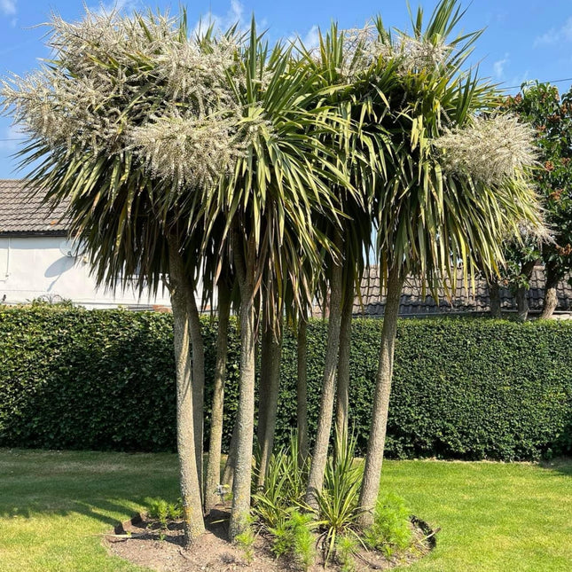 Nasiona Kordyliny Australijskiej - Cordyline Australis