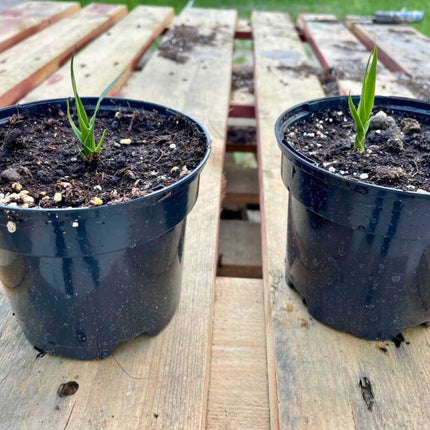 Nasiona Smoczego Drzewa - Dracaena Draco