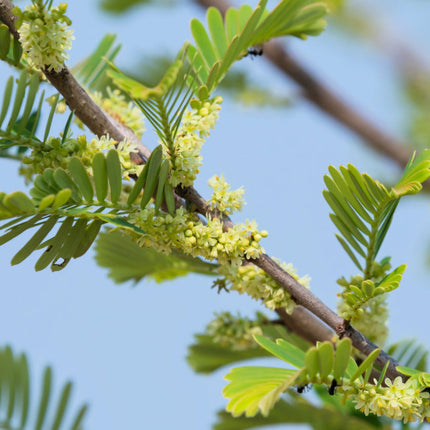 Nasiona Agrestu Indyjskiego - Phyllanthus Emblica
