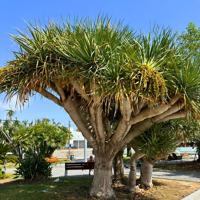 Nasiona Smoczego Drzewa - Dracaena Draco