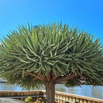 Nasiona Smoczego Drzewa - Dracaena Draco