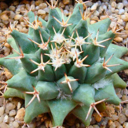 Nasiona Kaktusa Poduszeczki - Mammillaria Peninsularis