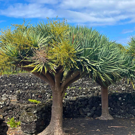 Nasiona Smoczego Drzewa - Dracaena Draco