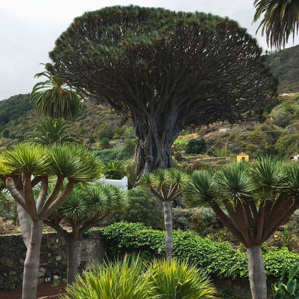 Nasiona Smoczego Drzewa - Dracaena Draco