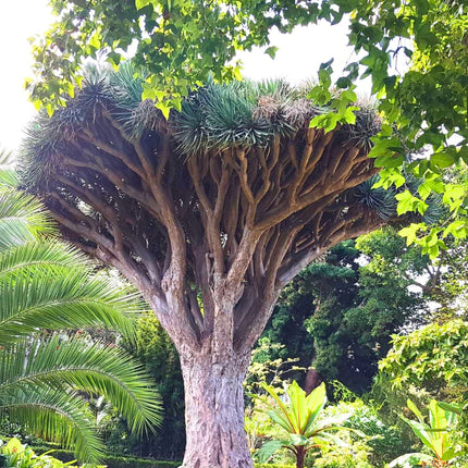 Nasiona Smoczego Drzewa - Dracaena Draco
