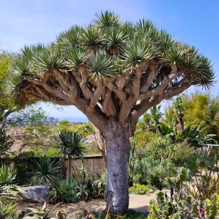Nasiona Smoczego Drzewa - Dracaena Draco