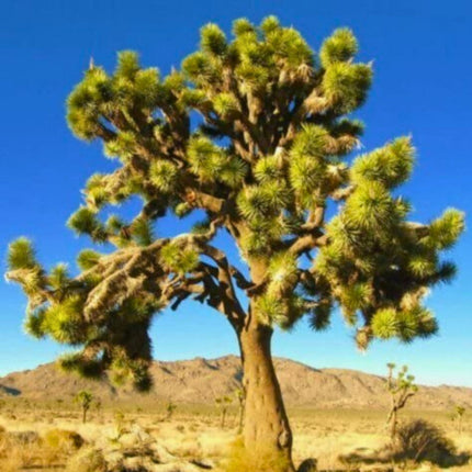 Nasiona Drzewa Jozuego - Yucca Brevifolia