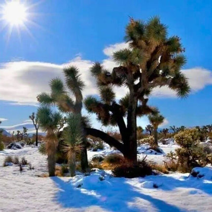 Nasiona Drzewa Jozuego - Yucca Brevifolia