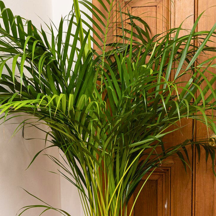 Nasiona Palmy Areki - Dypsis Lutescens