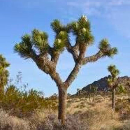Nasiona Drzewa Jozuego - Yucca Brevifolia