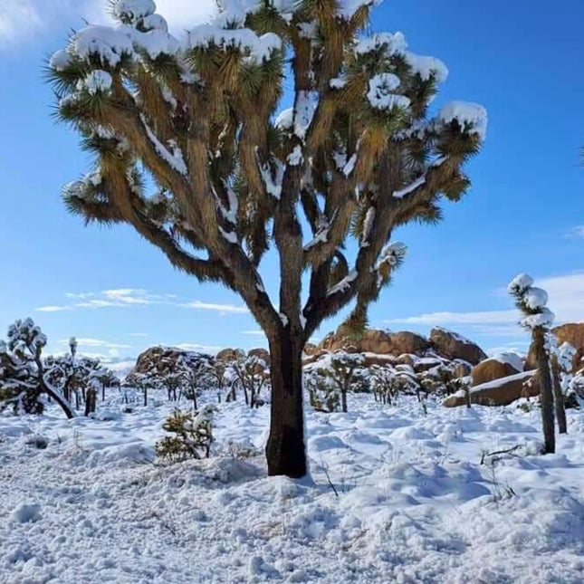 Nasiona Drzewa Jozuego - Yucca Brevifolia