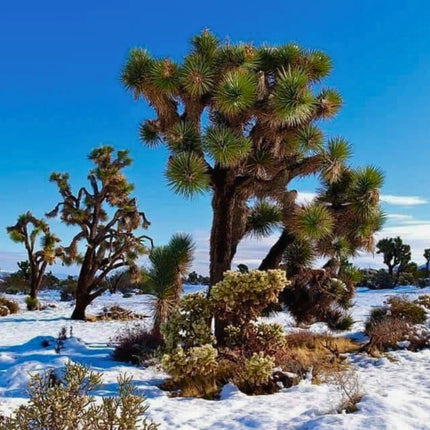 Nasiona Drzewa Jozuego - Yucca Brevifolia