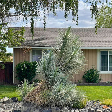 Nasiona Drzewa Jozuego - Yucca Brevifolia