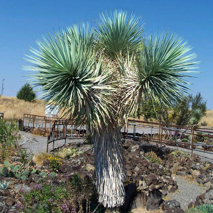 Nasiona Drzewa Jozuego - Yucca Brevifolia