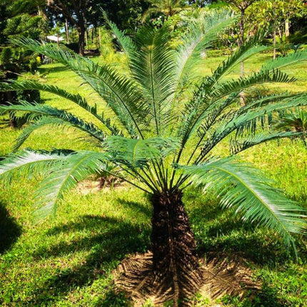 Nasiona Sagowca Himalajskiego - Cycas Pectinata