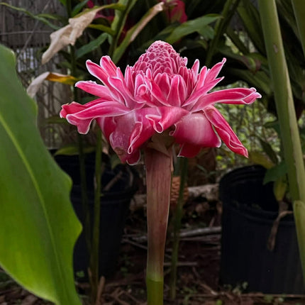 Nasiona Różowej Etlingery Wyniosłej - Etlingera Elatior ‚Pink’