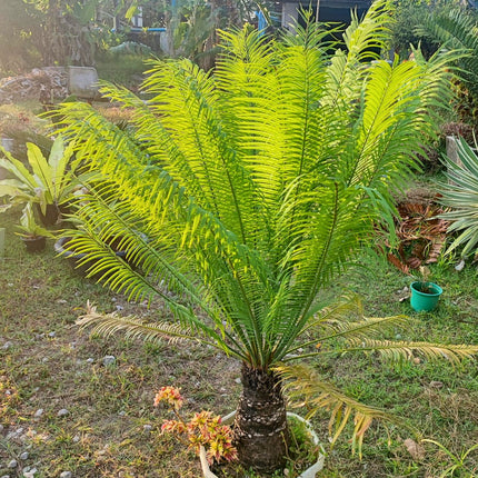 Nasiona Sagowca Himalajskiego - Cycas Pectinata