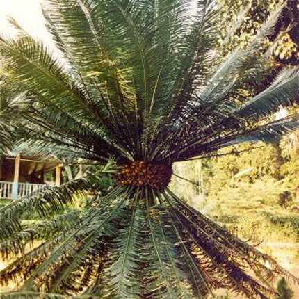 Nasiona Sagowca Himalajskiego - Cycas Pectinata