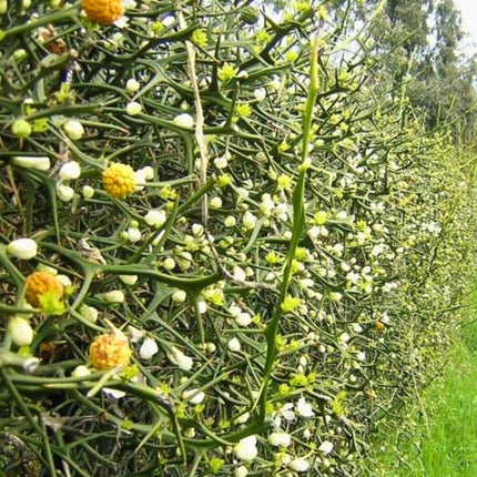 Nasiona Poncyrii Trójlistkowej - Citrus Trifoliata