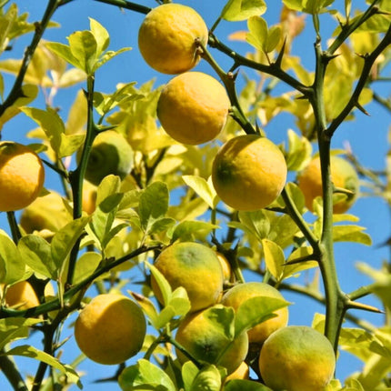 Nasiona Poncyrii Trójlistkowej - Citrus Trifoliata
