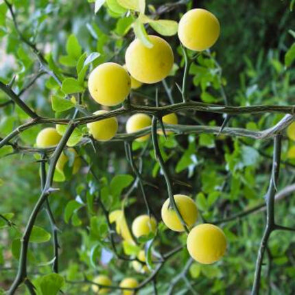 Nasiona Poncyrii Trójlistkowej - Citrus Trifoliata