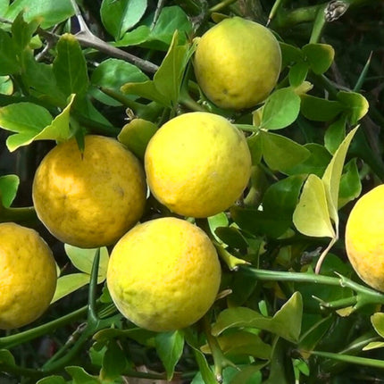 Nasiona Poncyrii Trójlistkowej - Citrus Trifoliata