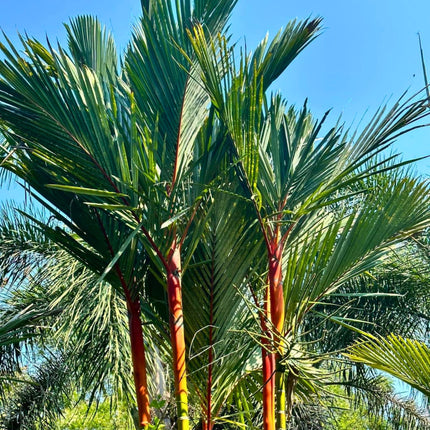 Nasiona Palmy Czerwonej - Cyrtostachys Renda