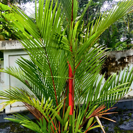 Nasiona Palmy Czerwonej - Cyrtostachys Renda