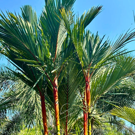 Nasiona Palmy Czerwonej - Cyrtostachys Renda