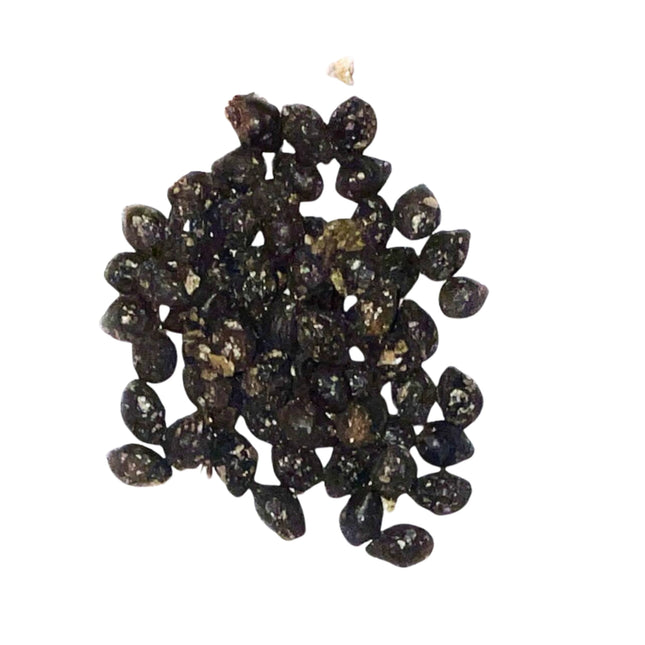 Nasiona Palmy Czerwonej - Cyrtostachys Renda