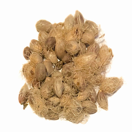 Nasiona Karłatki - Chamaerops Humilis