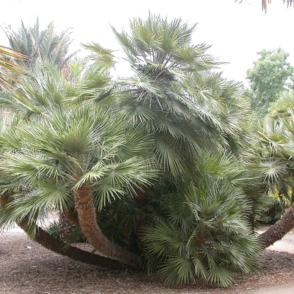 Nasiona Karłatki - Chamaerops Humilis