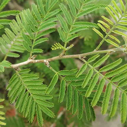 Nasiona Jadłoszynu Khejri - Prosopis Cineraria