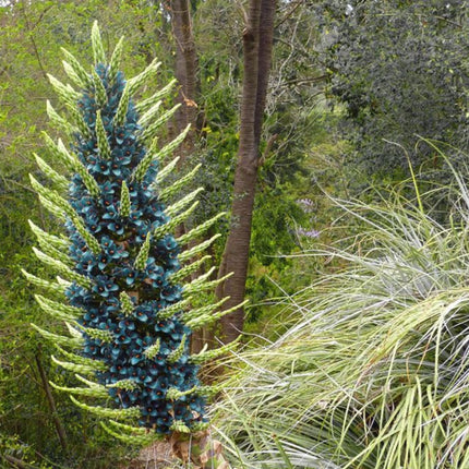 Nasiona Puya Niebieska - Puya Berteroniana
